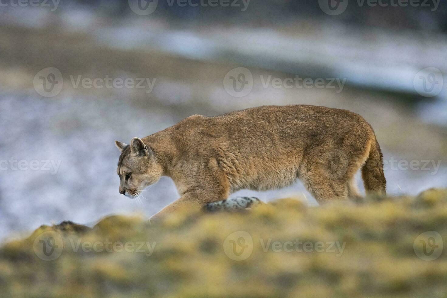 Puma caminhando dentro montanha ambiente, torres del paine nacional parque, Patagônia, Chile. foto