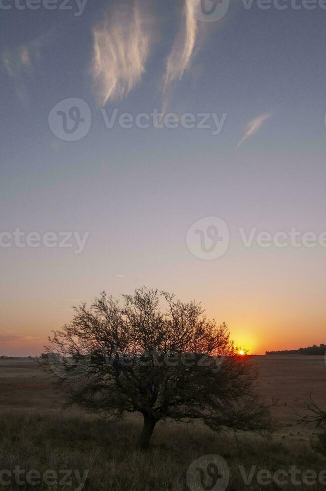 pampas Relva paisagem, la pampa província, Patagônia, Argentina. foto