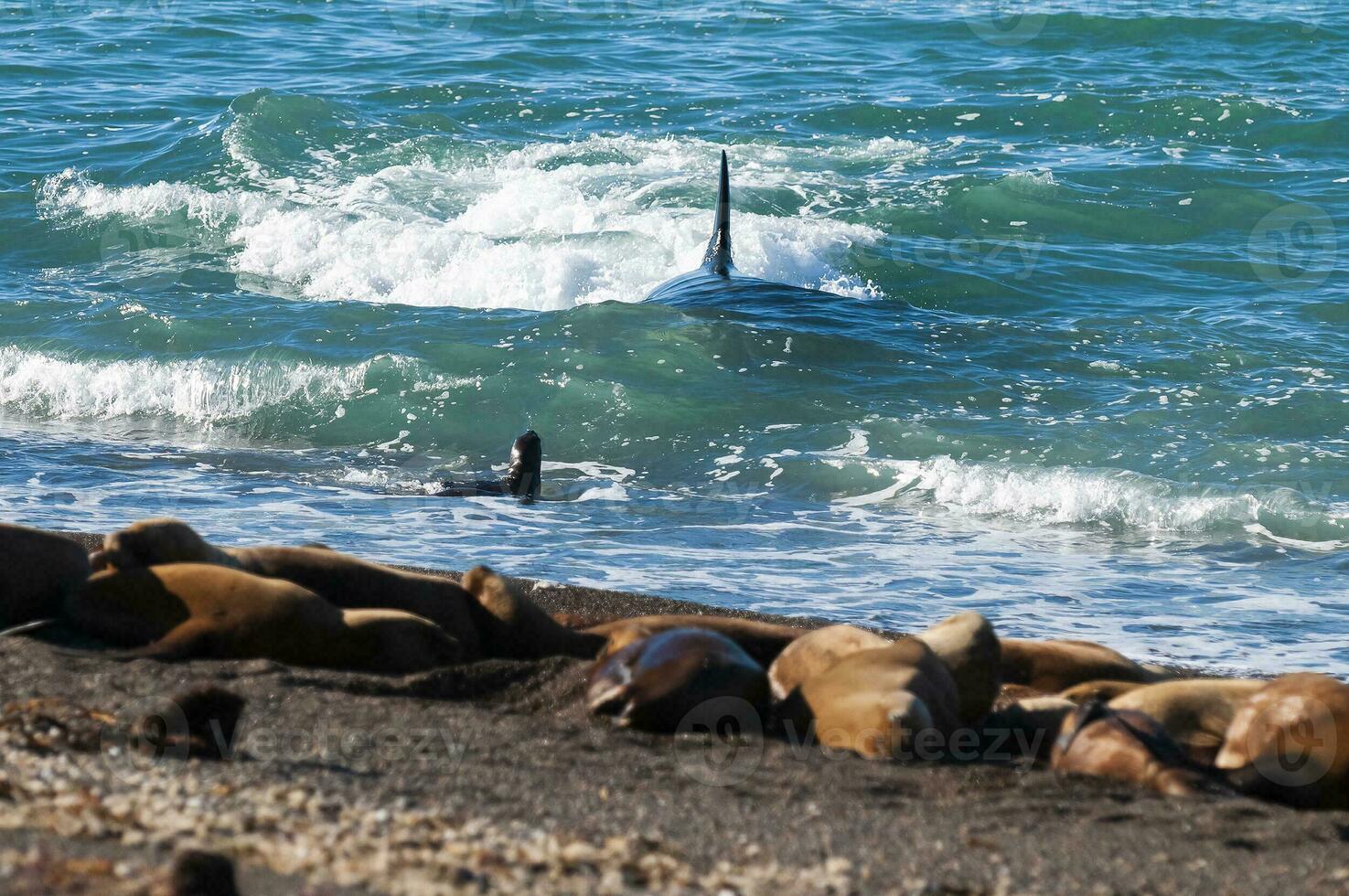 assassino baleia Caçando mar leões em a paragoniano costa, Patagônia, Argentina foto