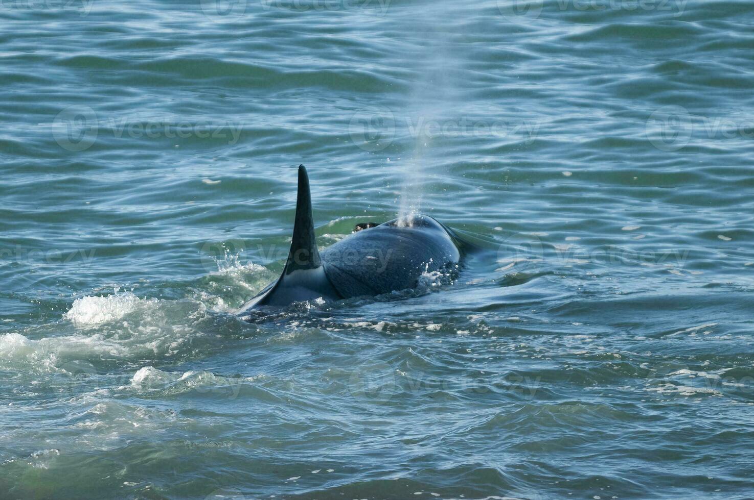 assassino baleia Caçando mar leões em a paragoniano costa, Patagônia, Argentina foto