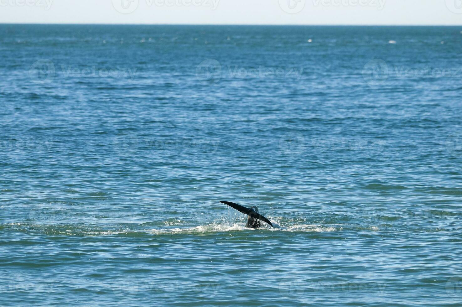 assassino baleia Caçando mar leões em a paragoniano costa, Patagônia, Argentina foto