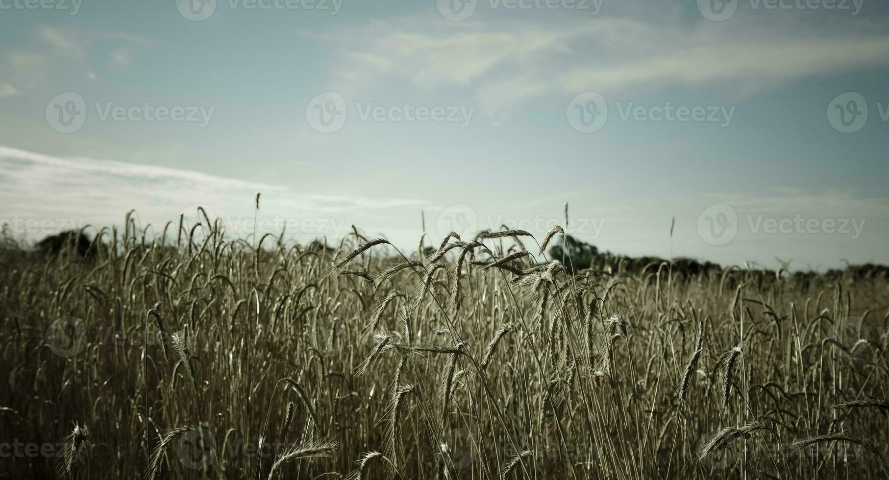 trigo dentro vintage cor, pampas, argentina foto