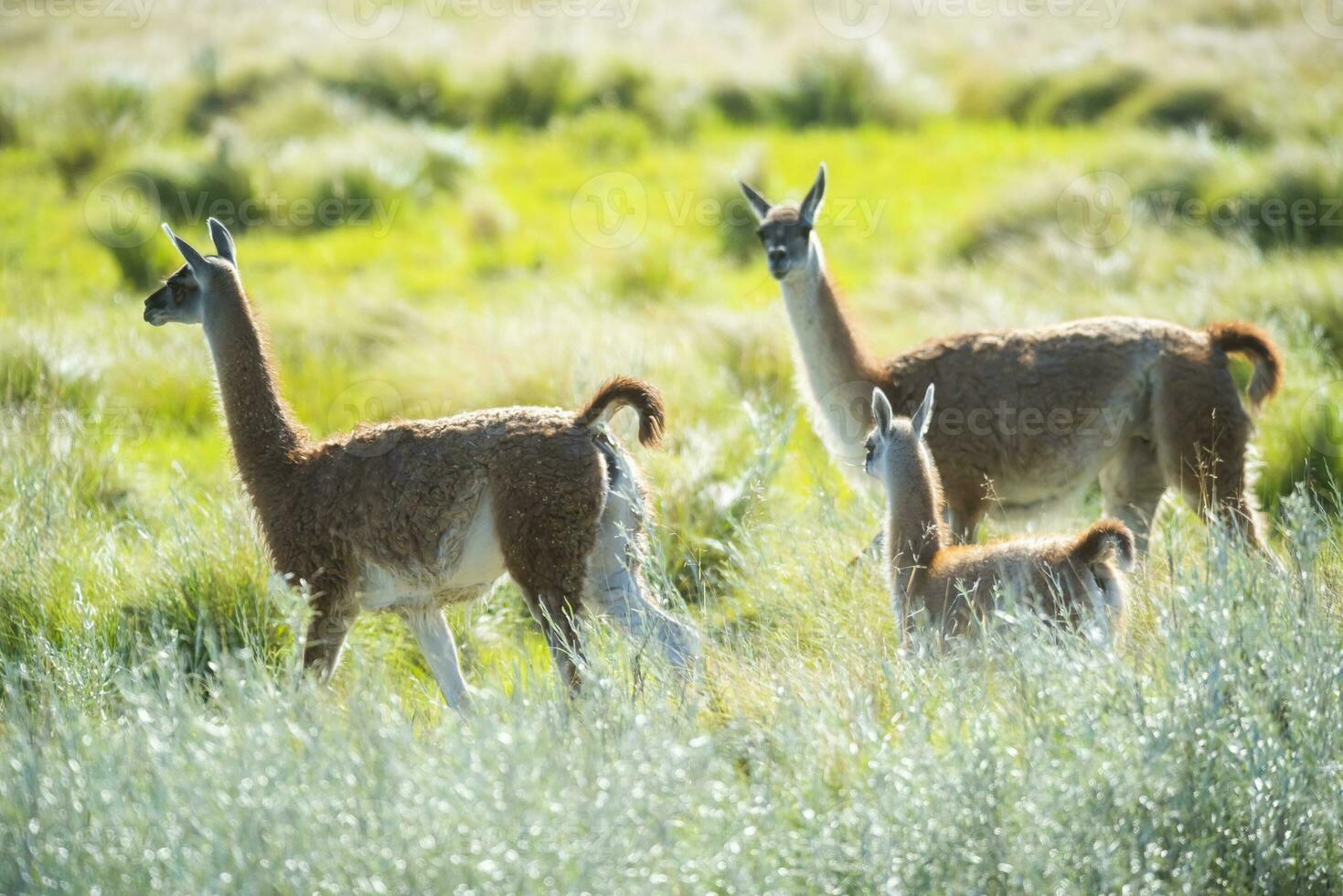 guanacos dentro pampas pastagem ambiente, la pampa província, Patagônia, Argentina. foto