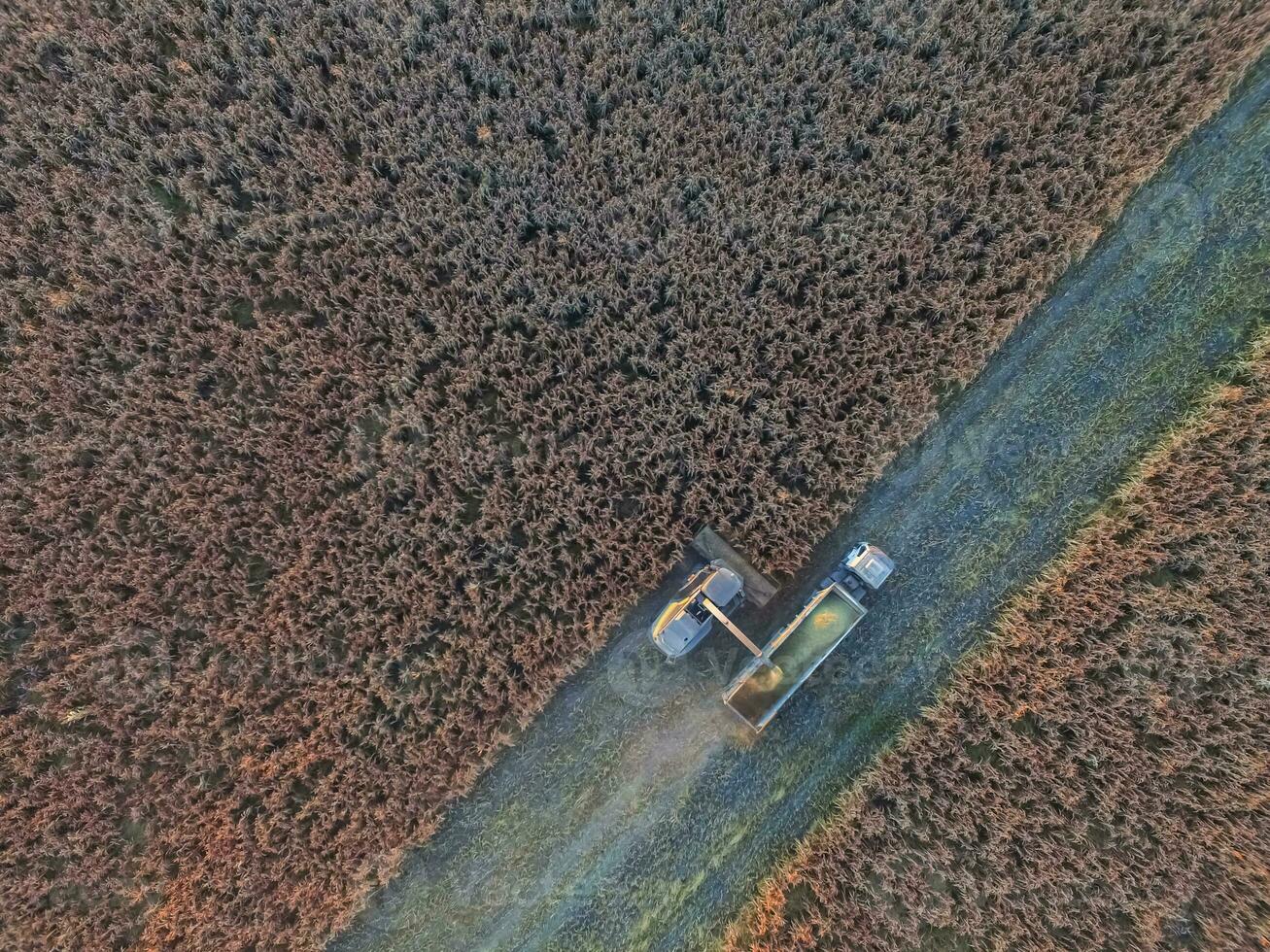 sorgo colheita, dentro la pampa, Argentina foto