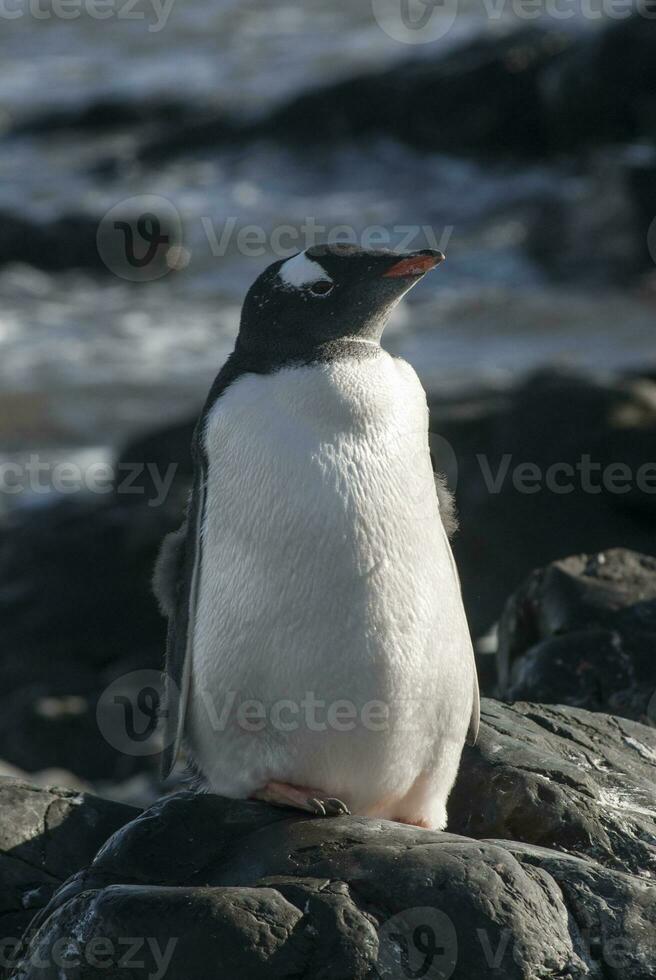 gentoo pinguim, antartica foto