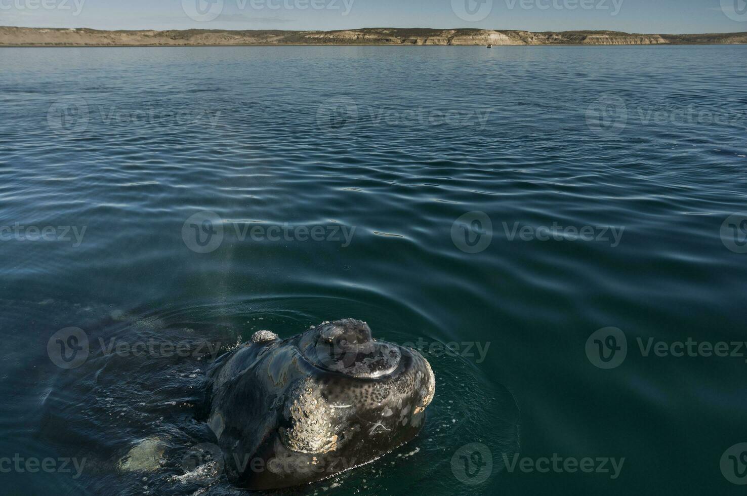 baleia patagônia Argentina foto