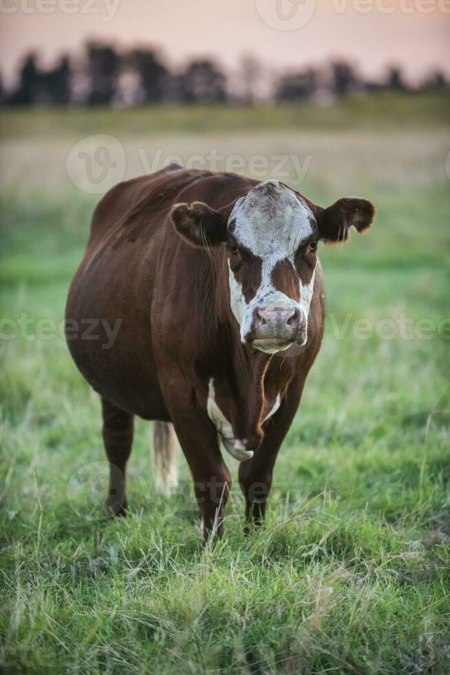 vaca retrato dentro pampas paisagem, la pampa província, Patagônia, Argentina. foto