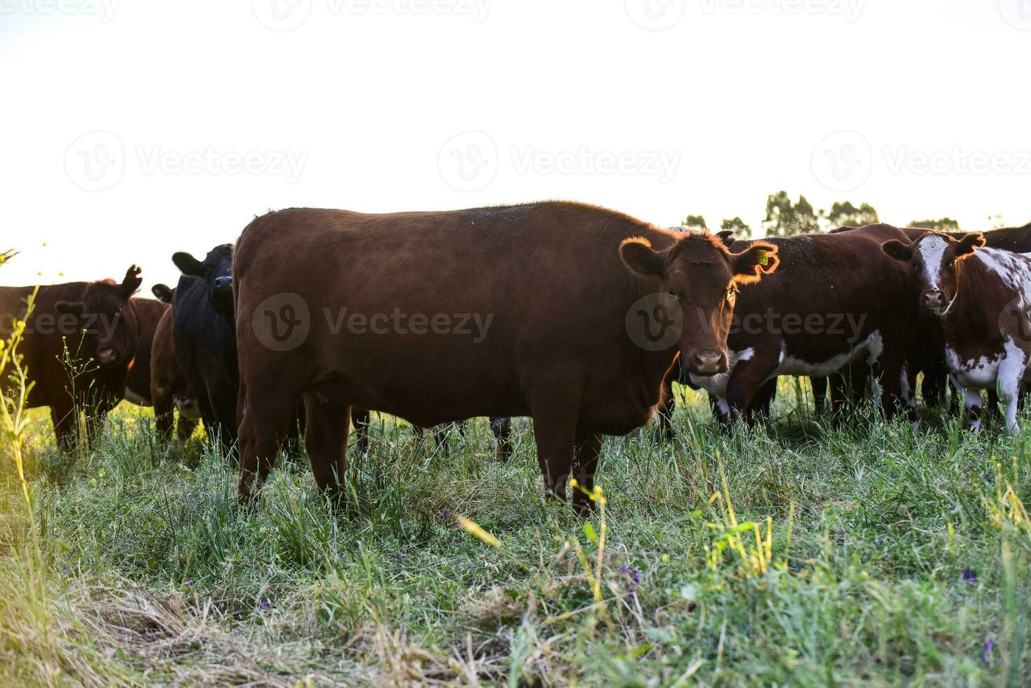 vacas dentro natural Campos, Buenos ares, Argentina foto