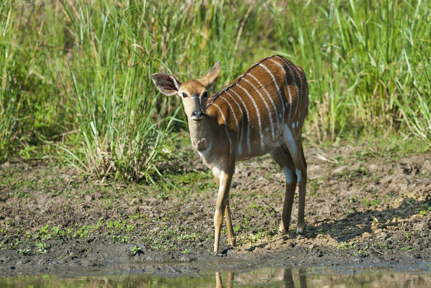 Nyala fêmea bebendo, Kruger nacional parque, sul África foto