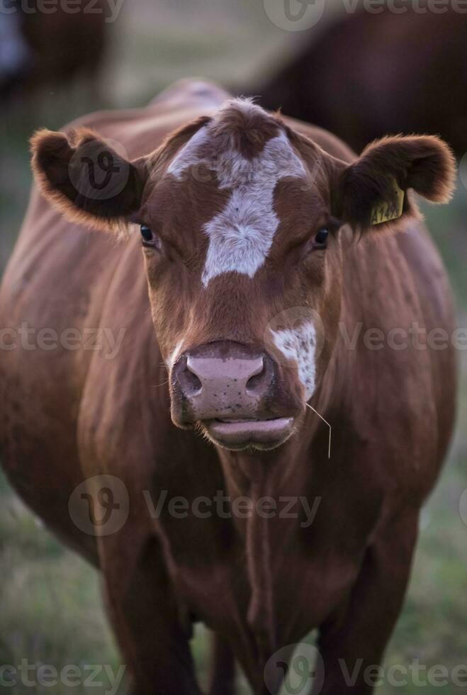 vaca retrato dentro pampas paisagem, la pampa província, Patagônia, Argentina. foto