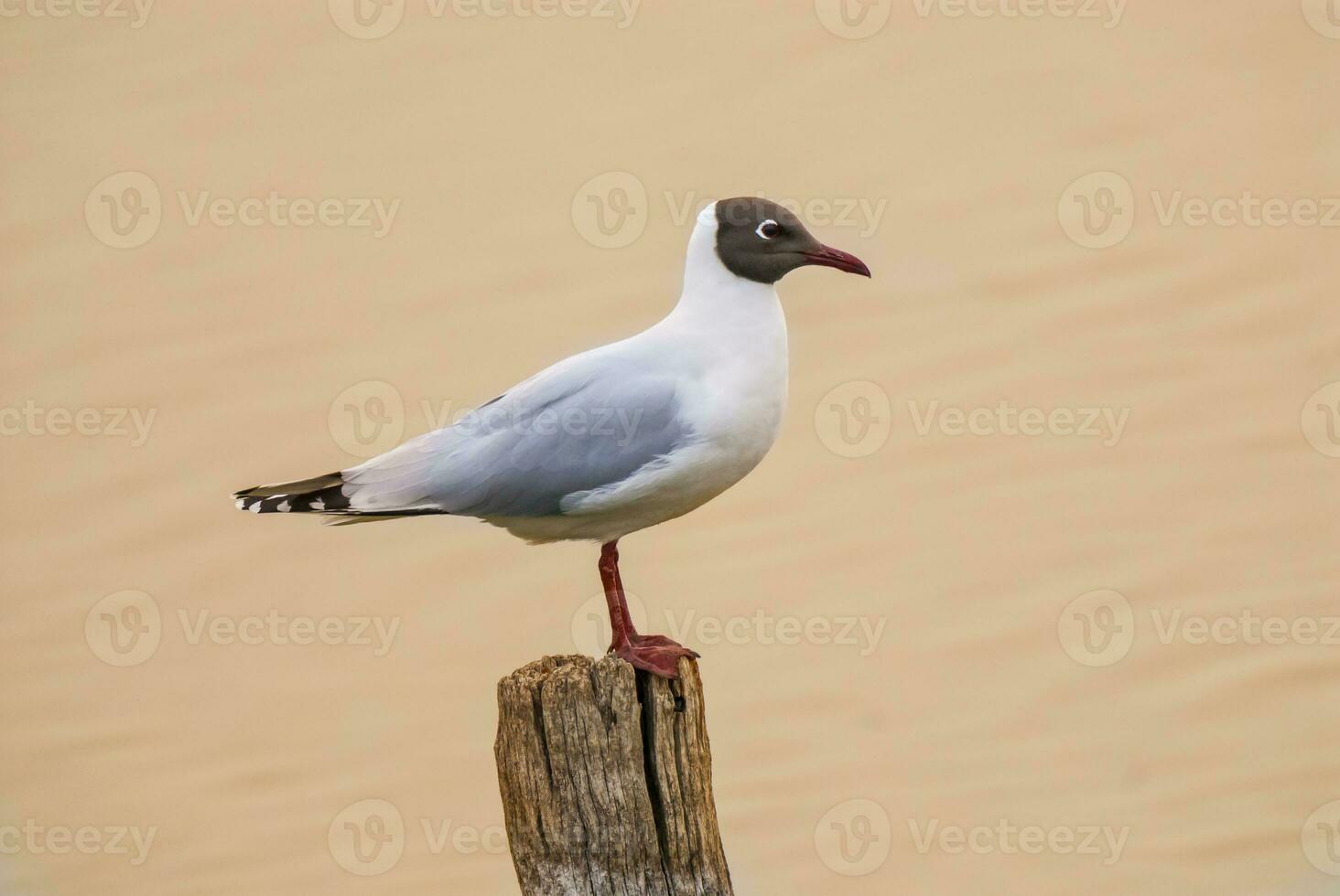 Castanho encapuzado gaivota, la pampa província Patagônia, Argentina foto