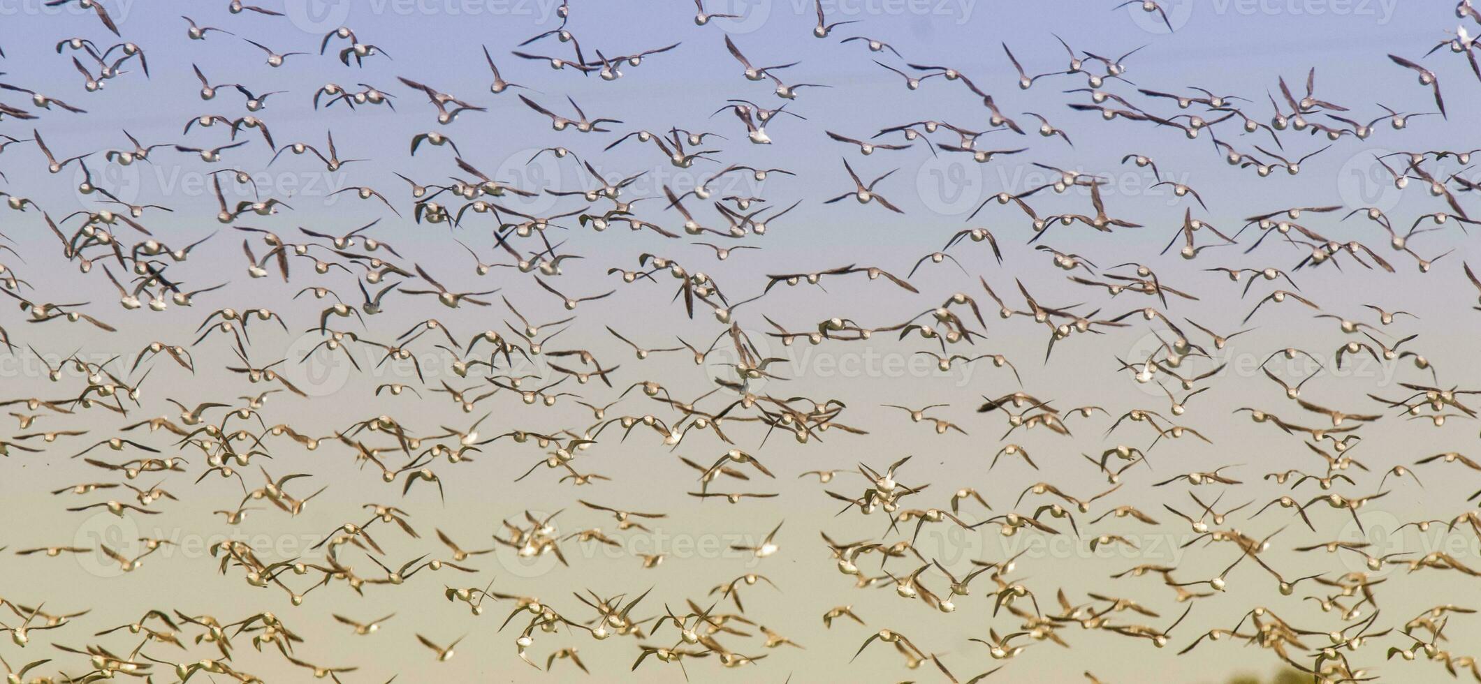 quebrado solo dentro pampas meio Ambiente , Patagônia, Argentina. foto