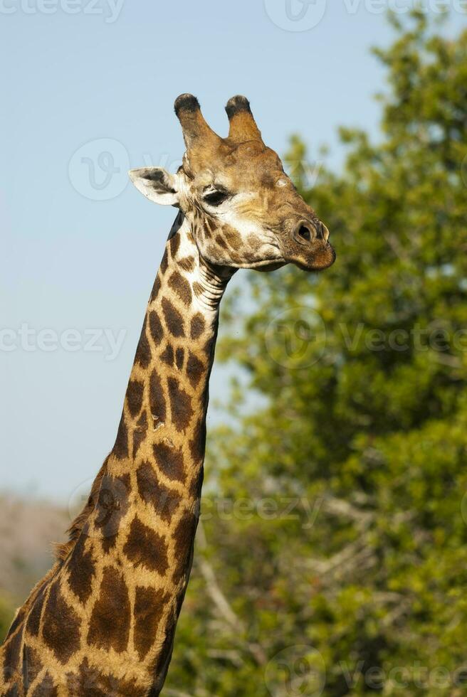 girafa Kruger nacional parque sul África. foto