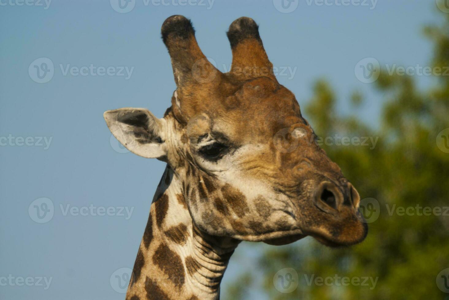 girafa Kruger nacional parque sul África. foto