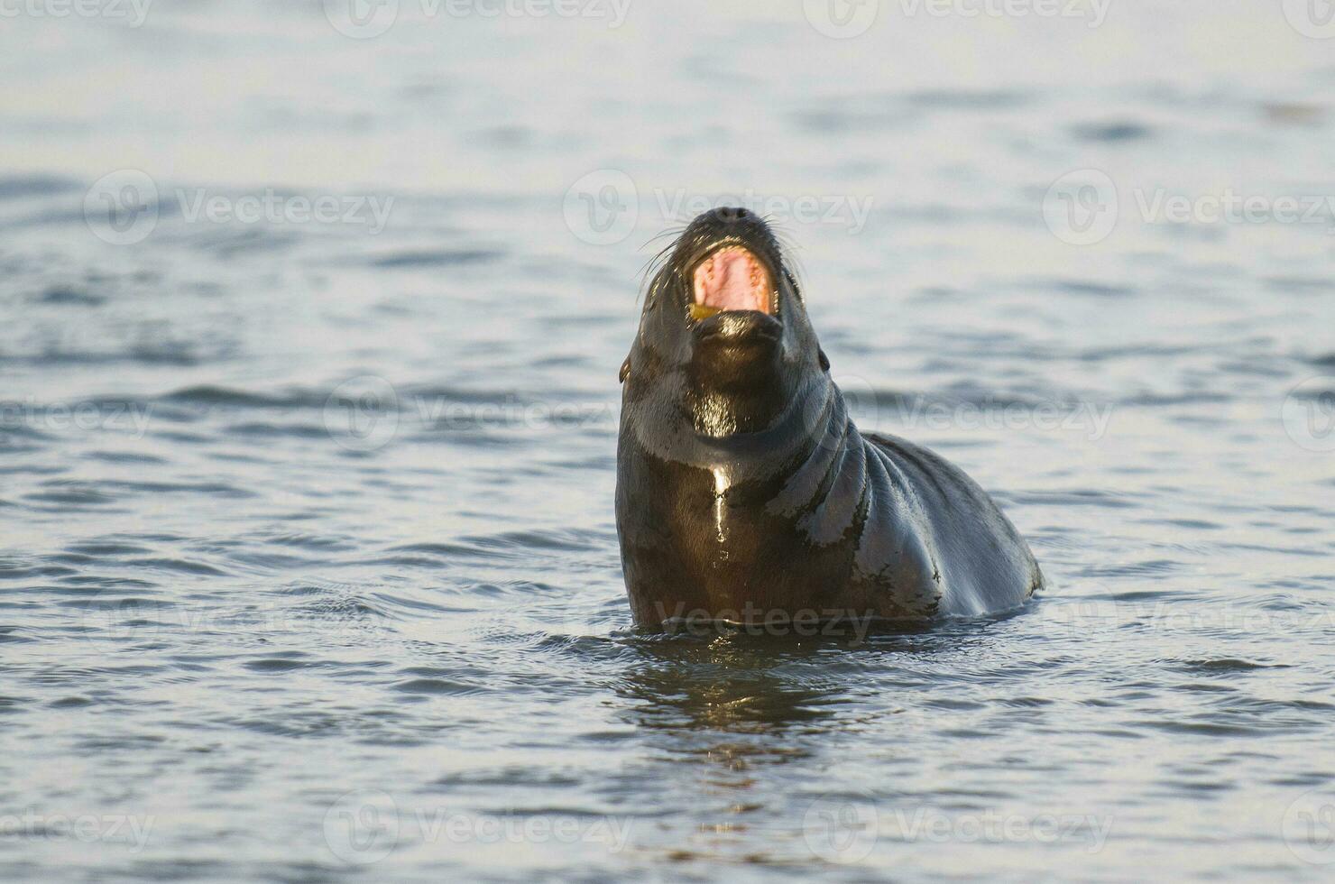 bebê sul americano mar leão, Península valdes, chubut província patagônia Argentina foto