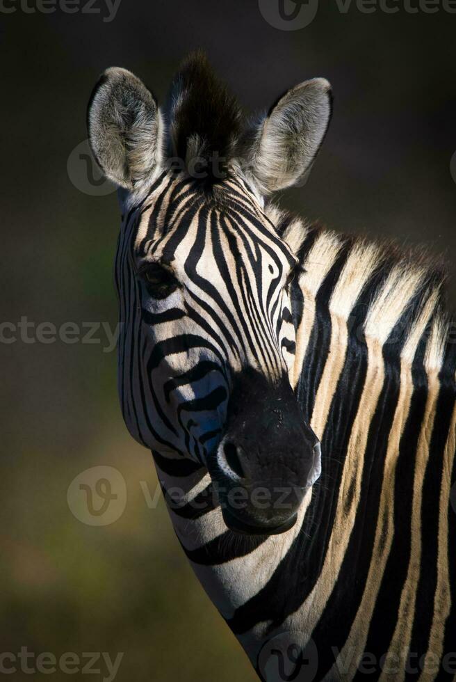 comum zebra bebê, Kruger nacional parque, sul África. foto