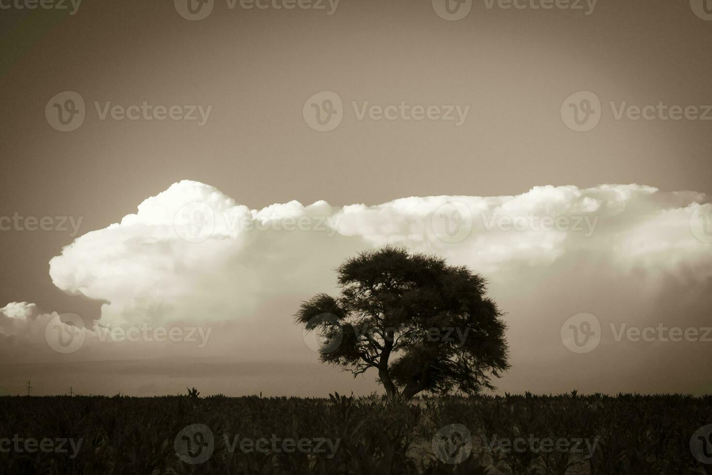 tempestade chuva dentro rural paisagem, la pampa província, Patagônia, Argentina. foto