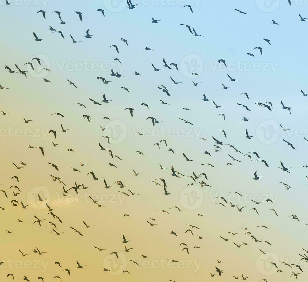 pássaros rebanho voar fundo , Patagônia, Argentina foto