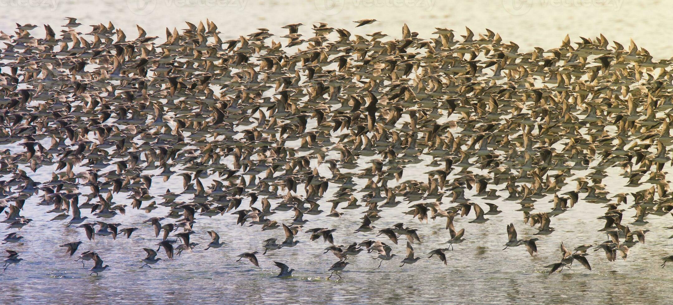 pássaros rebanho voar fundo , Patagônia, Argentina foto