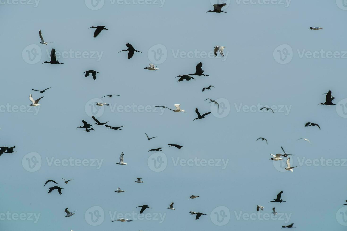 rebanho do pássaros, la pampa província, patagônia , Argentina foto