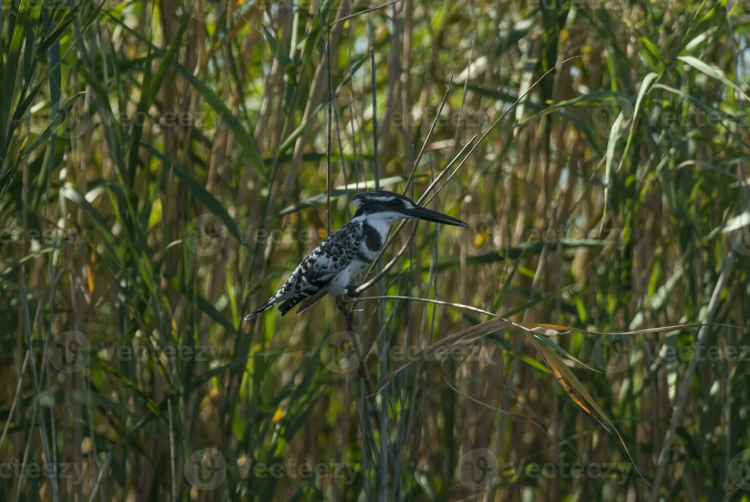 malhado martim-pescador, Kruger nacional parque, sul África foto