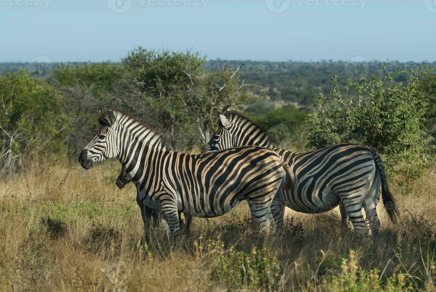 comum zebra bebê, Kruger nacional parque, sul África. foto