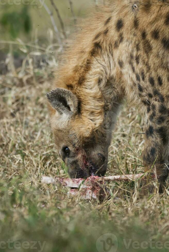 hiena comendo, Kruger nacional parque, sul África. foto