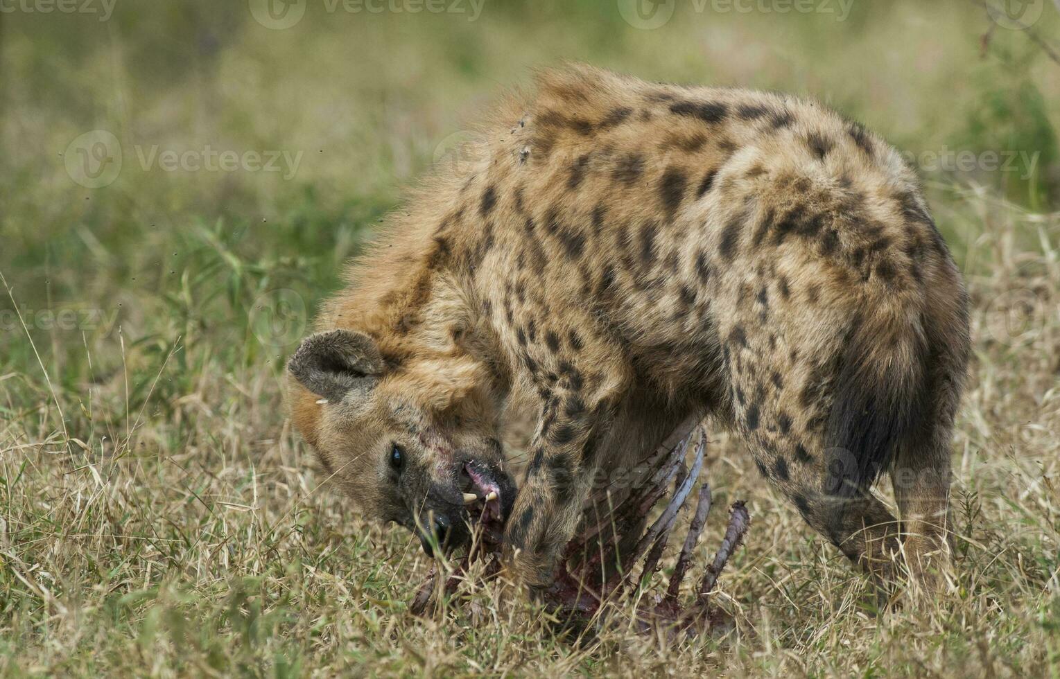 hiena comendo, Kruger nacional parque, sul África. foto