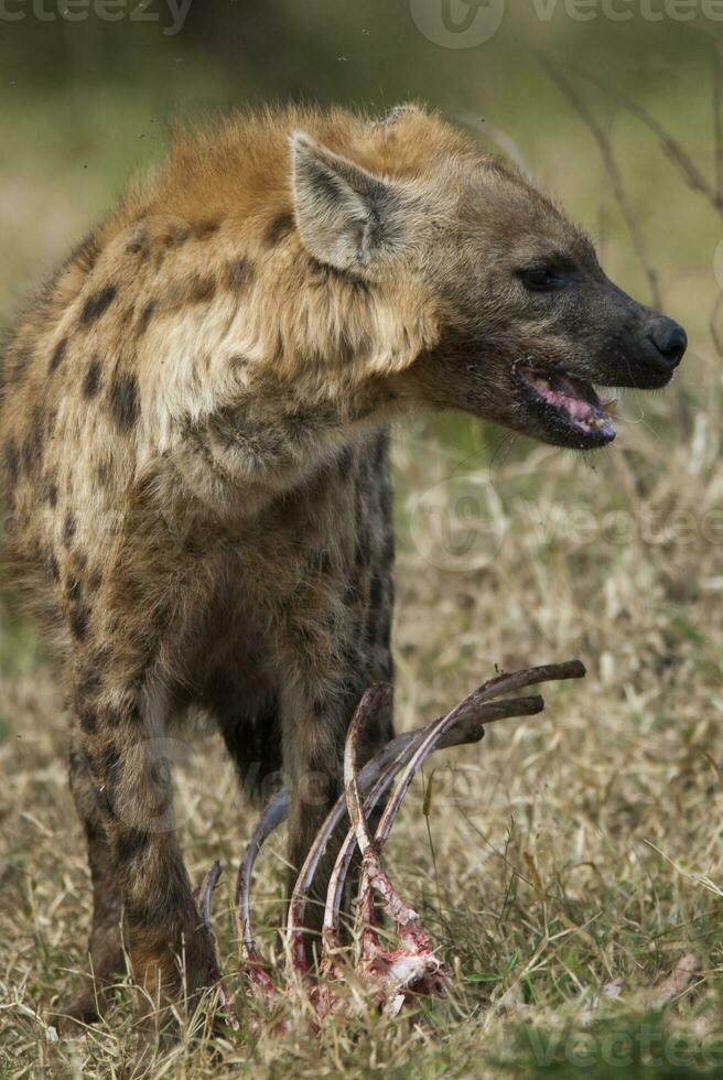 hiena comendo, Kruger nacional parque, sul África. foto