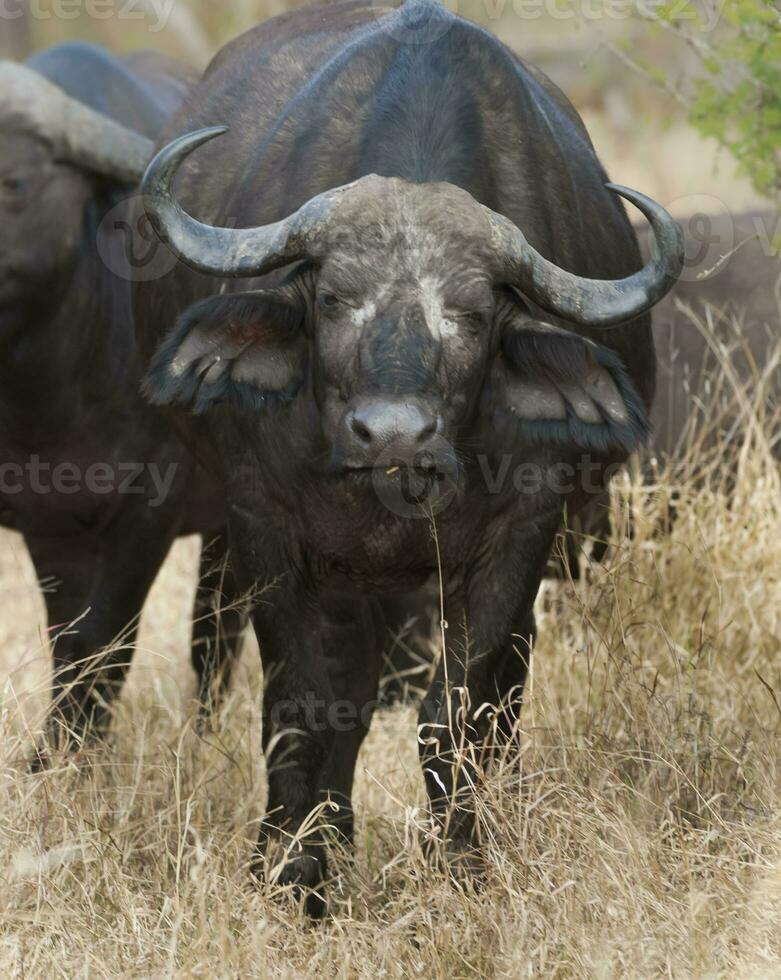 capa búfalo mãe e panturrilha, Kruger nacional parque, sul África. foto