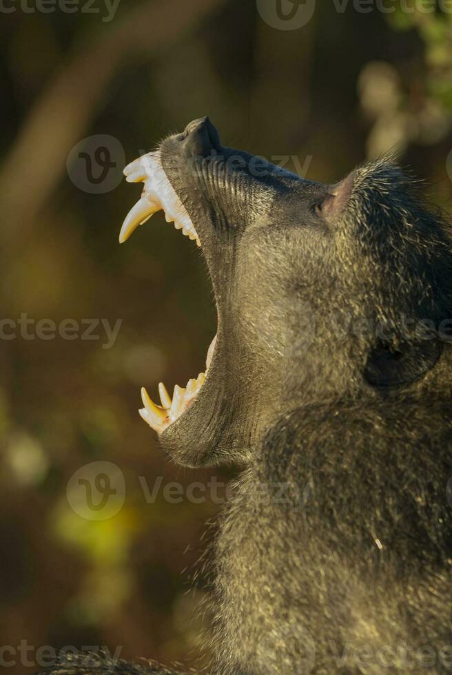 babuíno bocejar, Kruger nacional parque, sul África foto