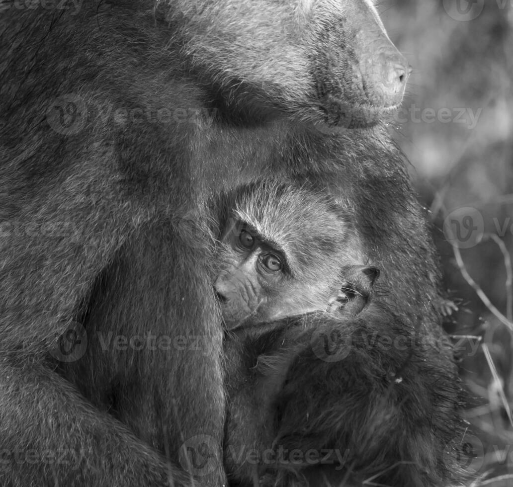 babuíno, mãe e bebê, Kruger nacional parque, sul África foto