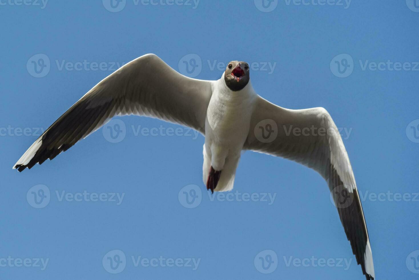 Castanho encapuzado gaivota, la pampa província, Patagônia, Argentina foto
