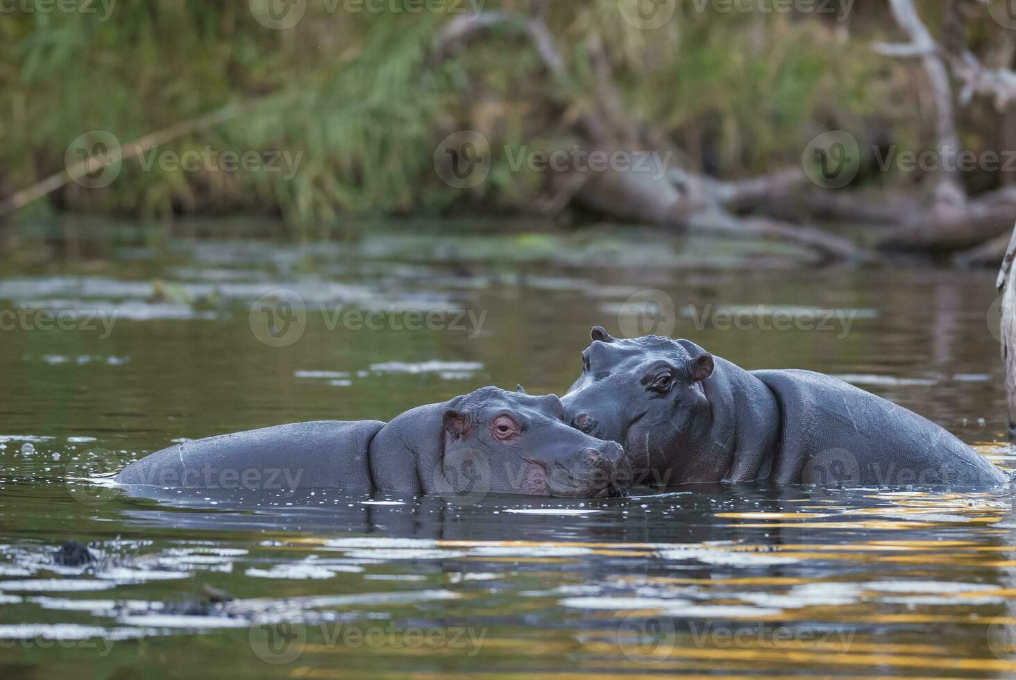 hipopótamo anfíbio dentro poço de água, Kruger nacional parque, sul África foto