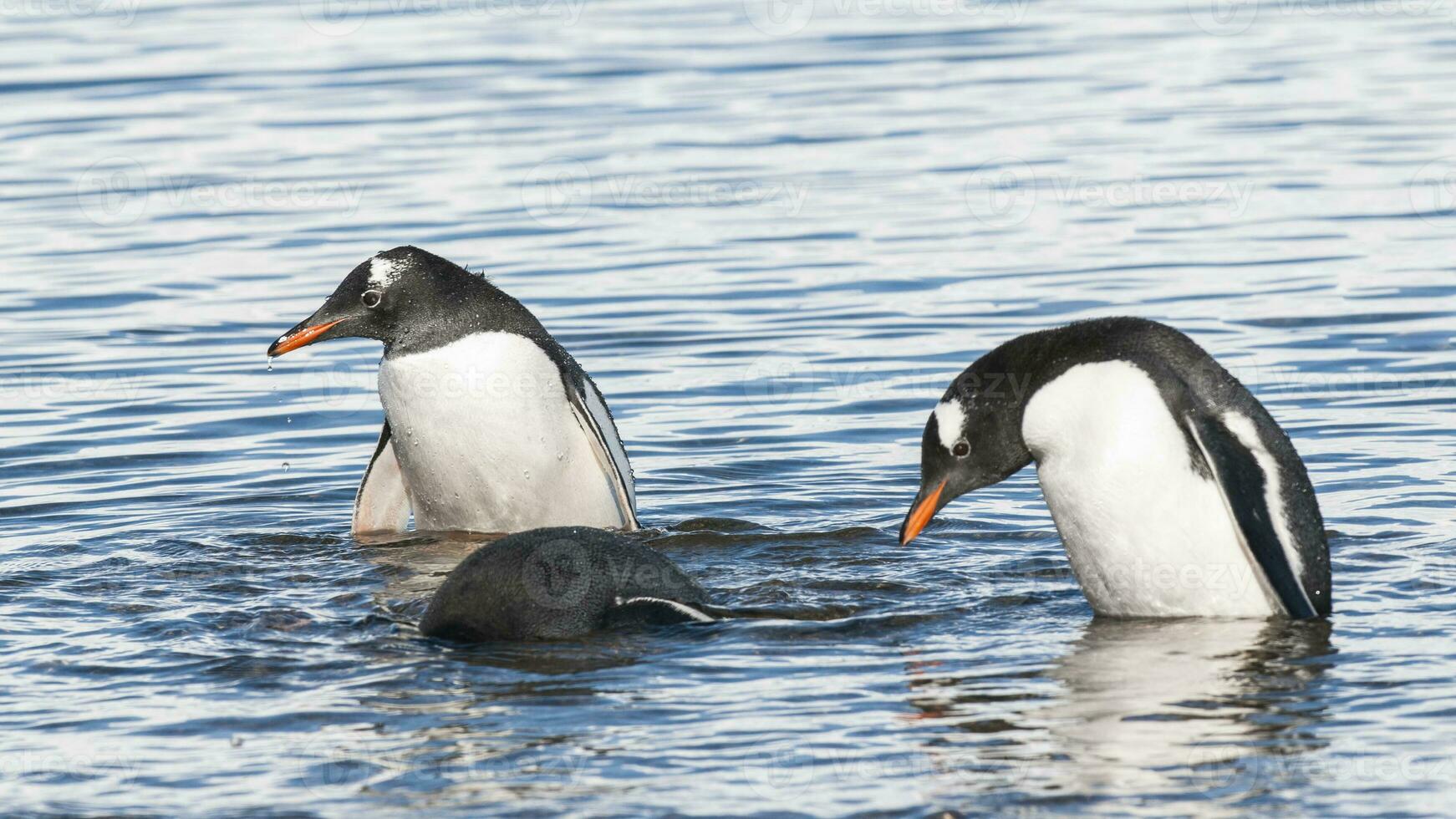 gentoo pinguim, neko porto, Antártica foto