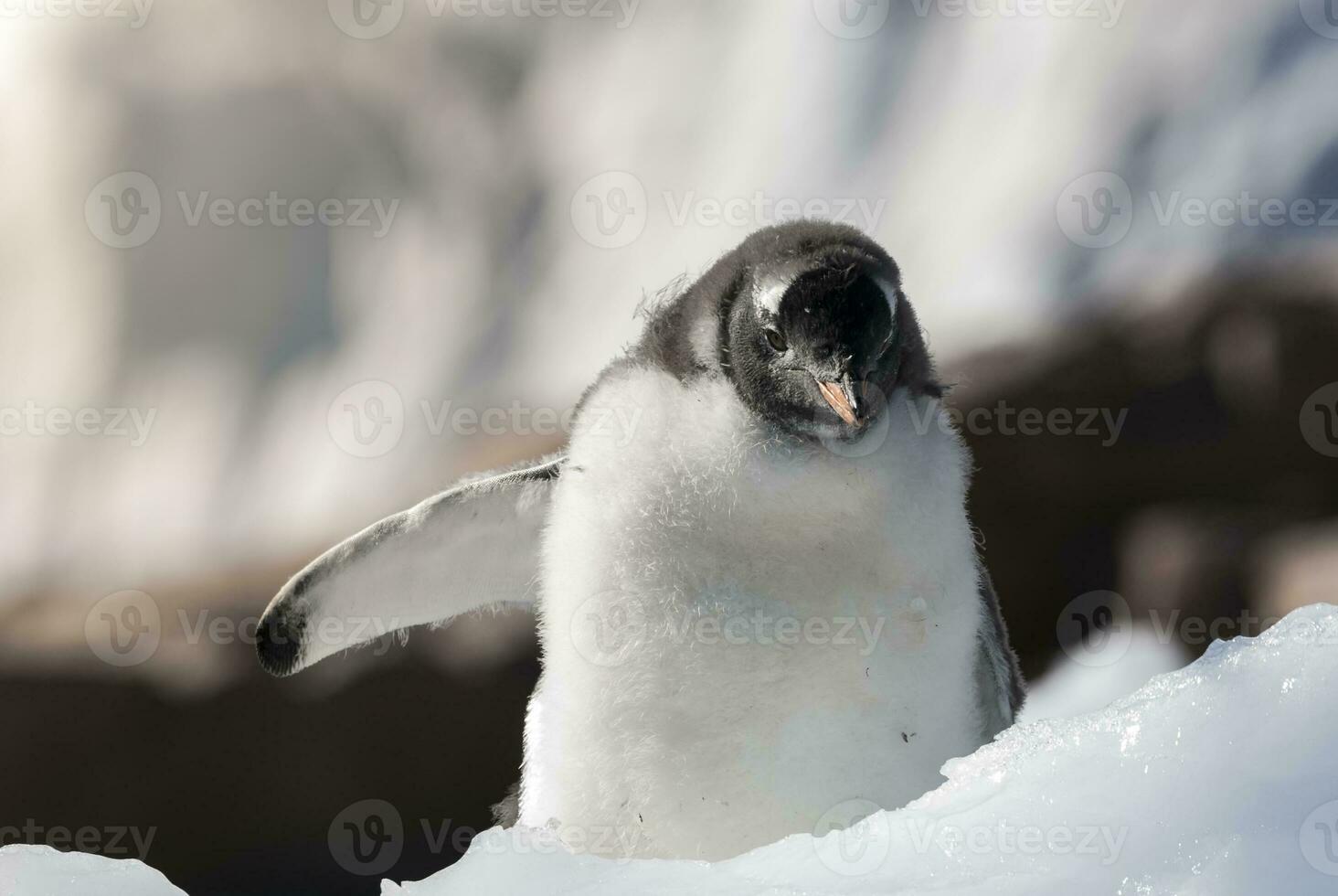 gentoo pinguim casal, neko Porto praia, antártico Península. foto