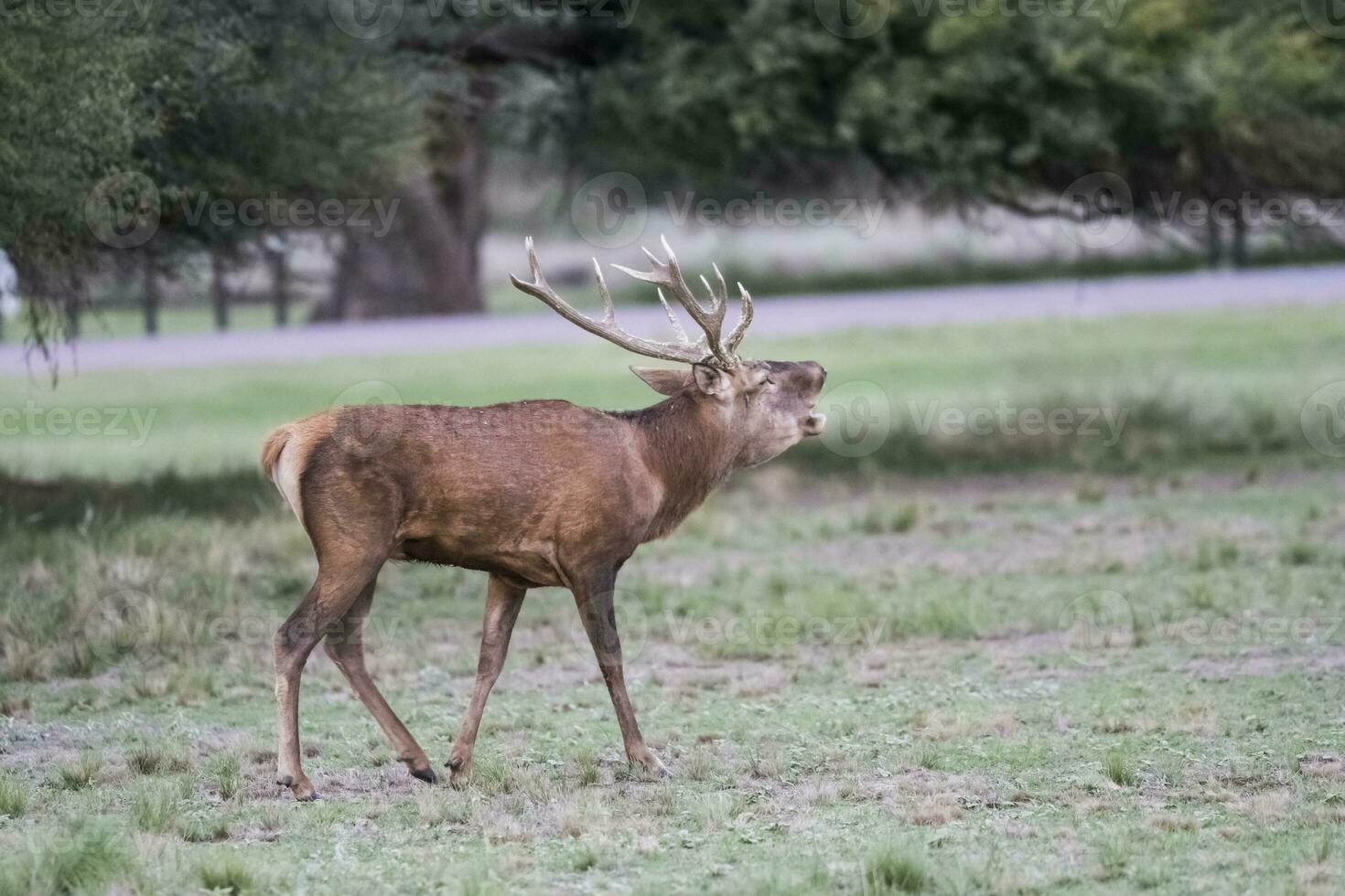 masculino vermelho veado dentro la pampa, Argentina, parque luro natureza reserva foto