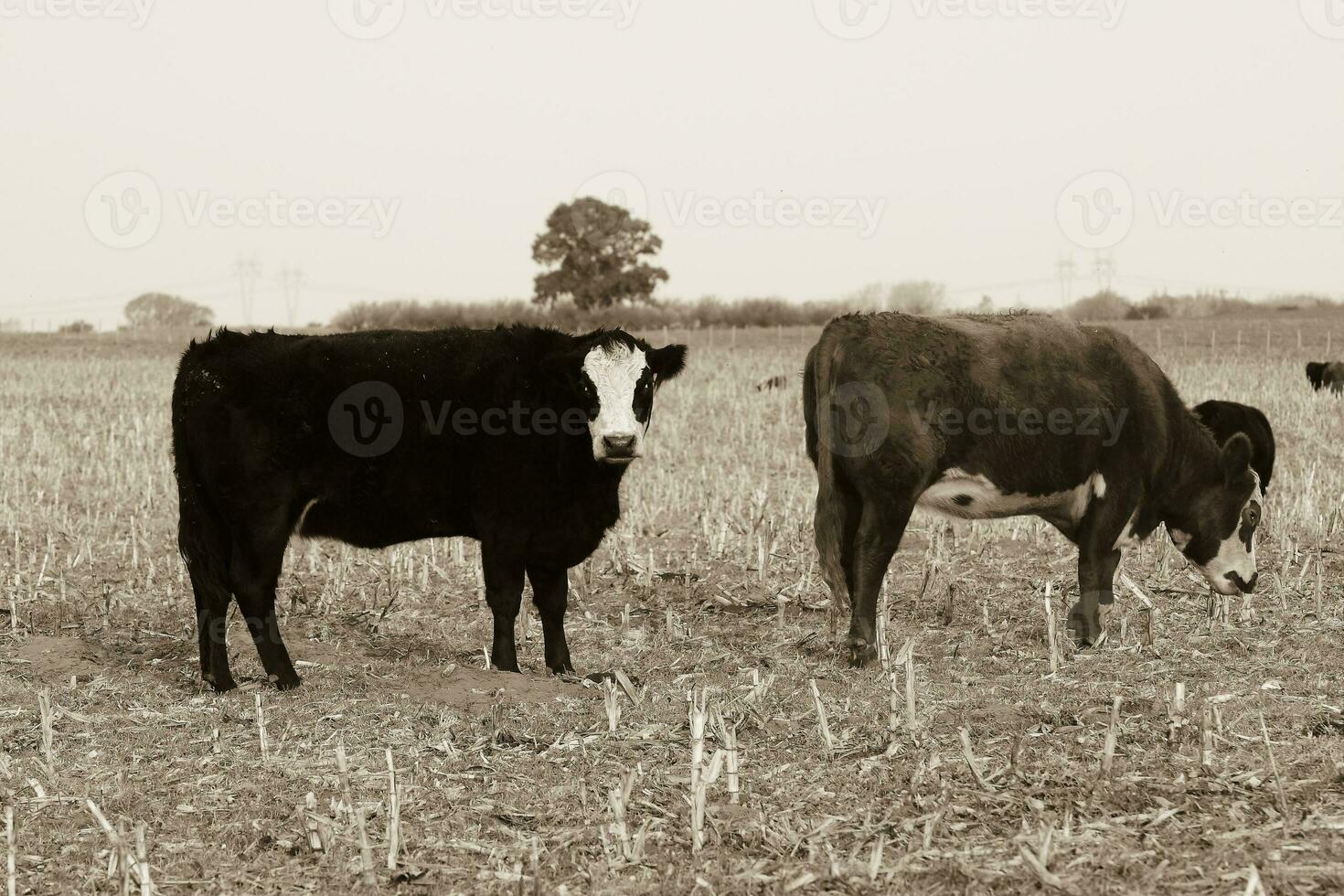 bois pastar em a pampas simples, Argentina foto