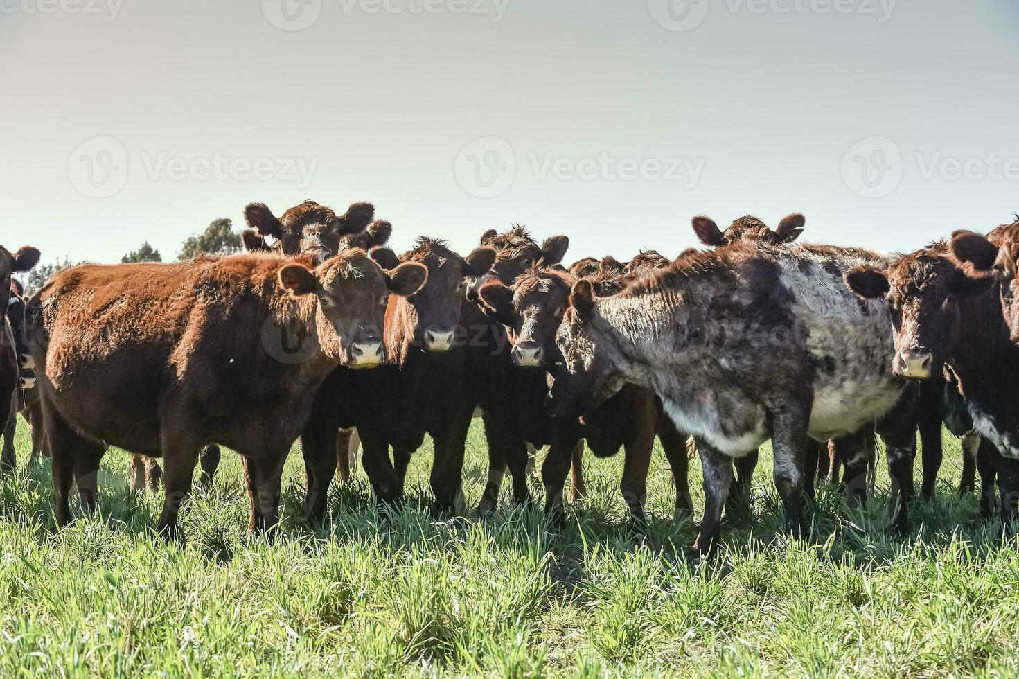 gado pastar dentro pampas interior, la pampa província, Argentina. foto