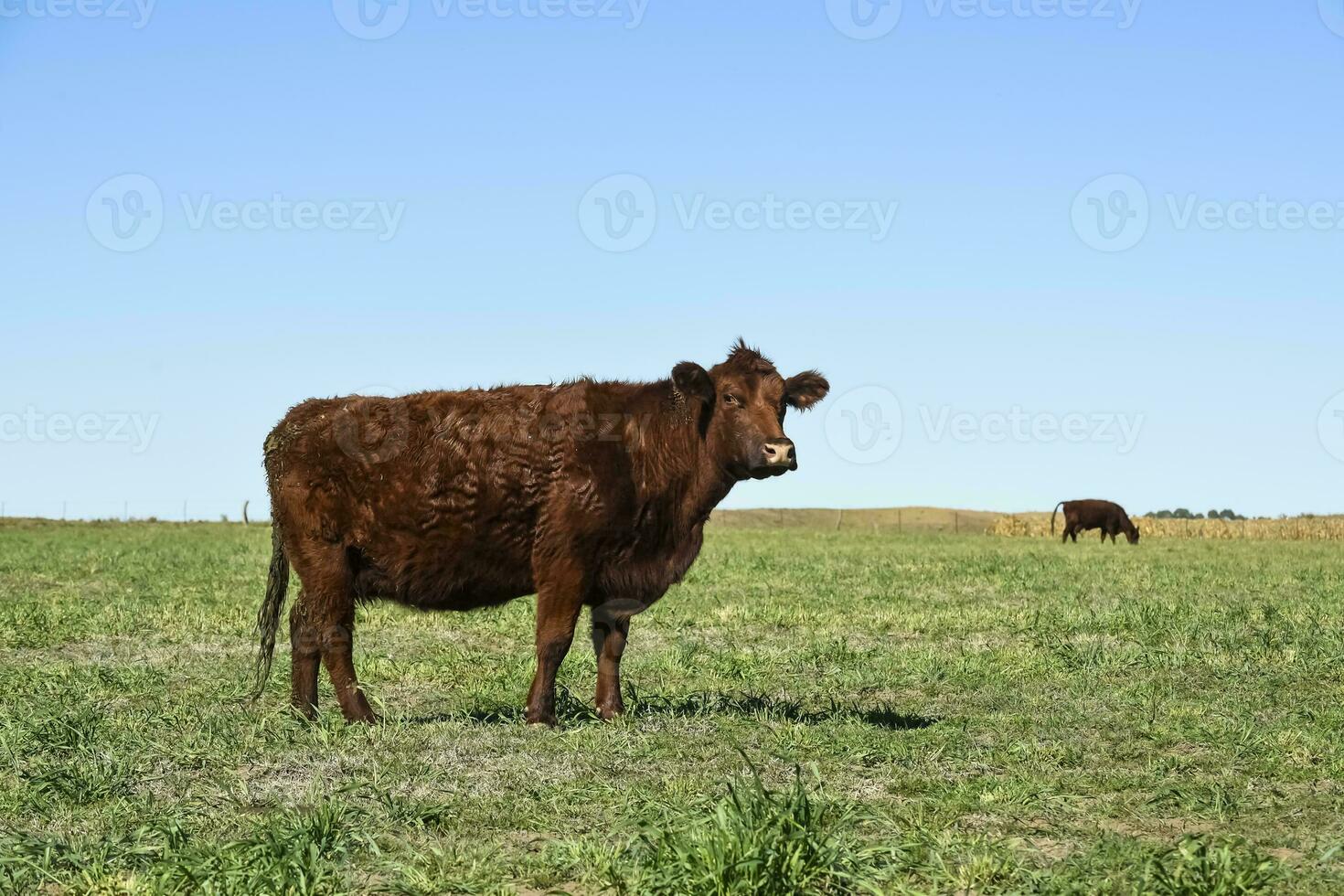 gado pastar dentro pampas interior, la pampa, Argentina. foto