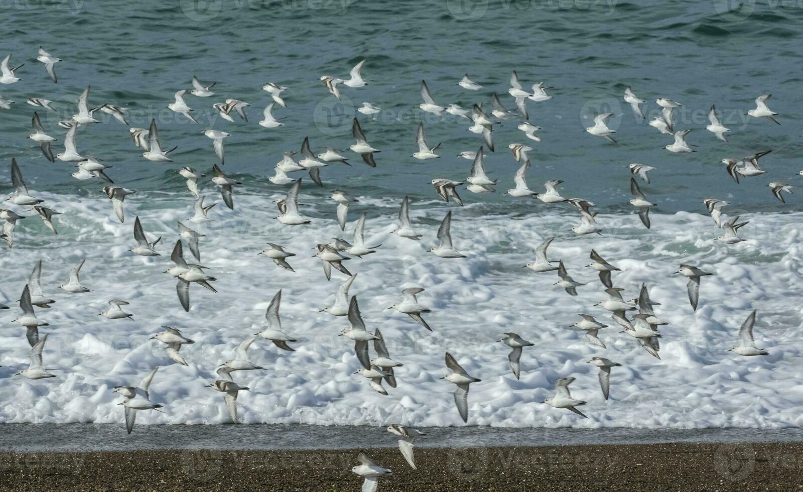 sanderling, rebanho dentro voo, Península valdes, patagônia foto