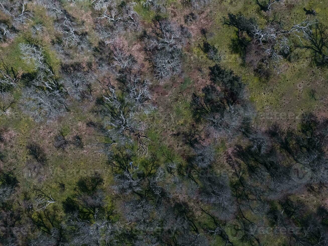 pampas floresta, la pampa, Patagônia, Argentina foto