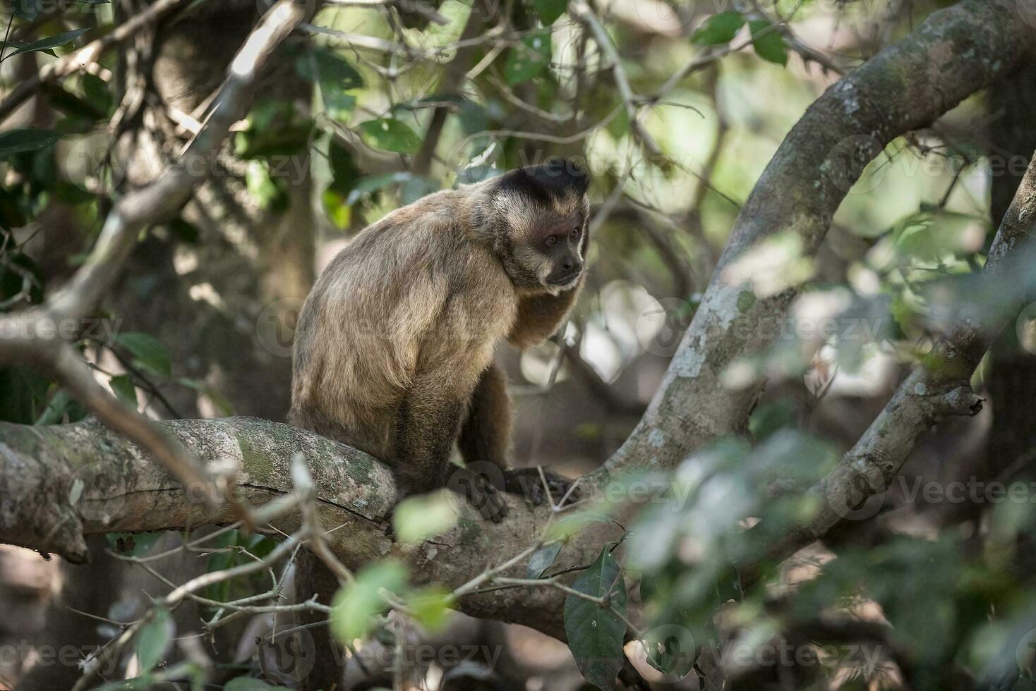 Castanho listrado adornado capuchinho macaco, pantanal, brasil foto