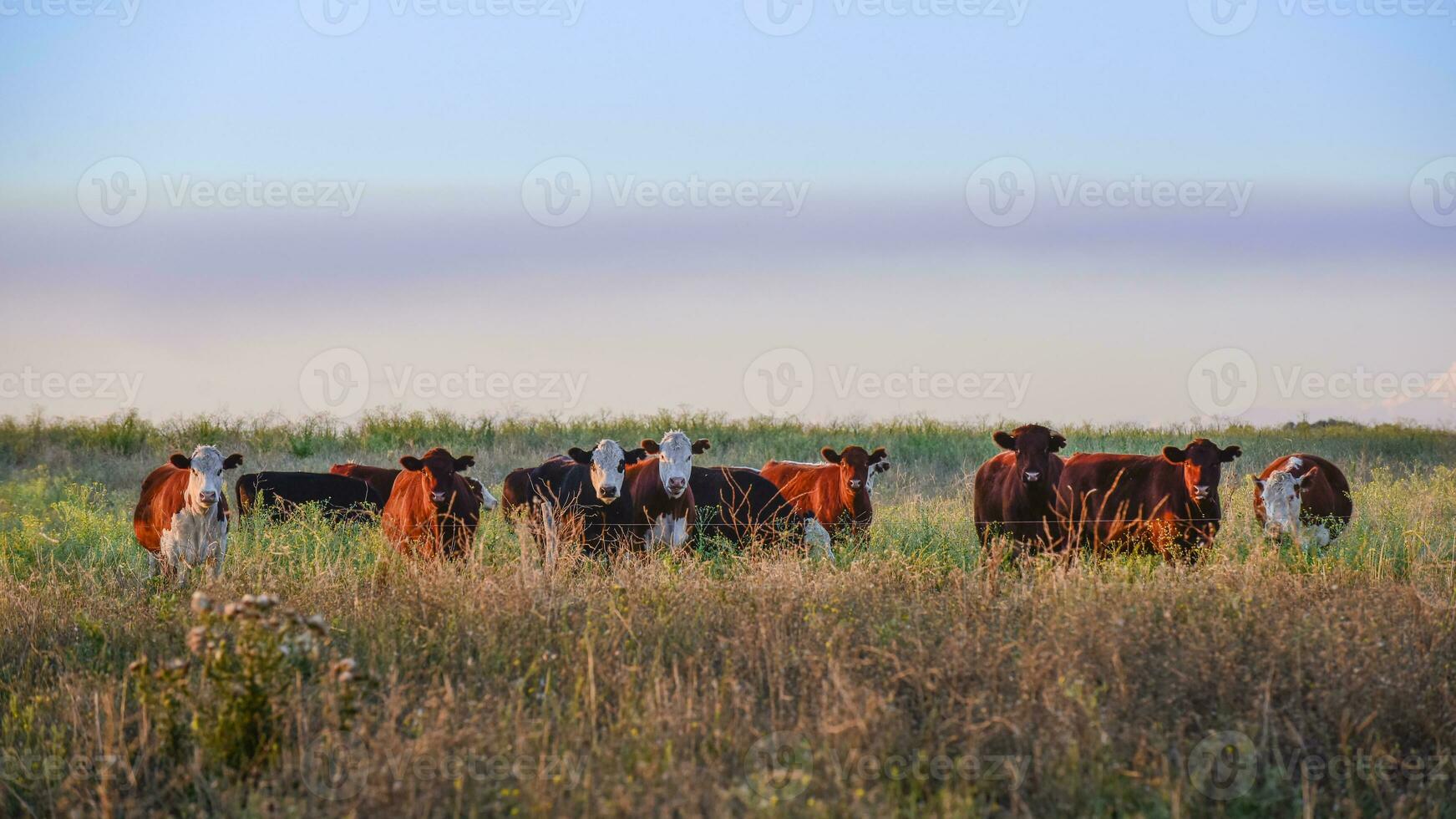 bois e novilhas elevado com natural grama, Argentino carne Produção foto