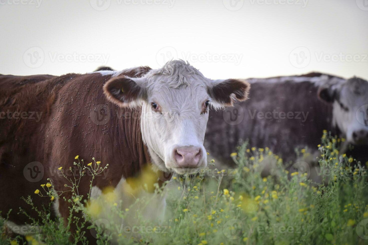 bois e novilhas elevado com natural grama, Argentino carne Produção foto