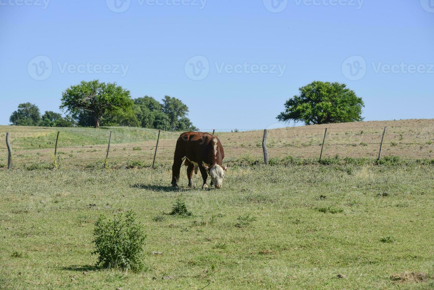 touro elevado com natural grama, Argentino carne Produção foto
