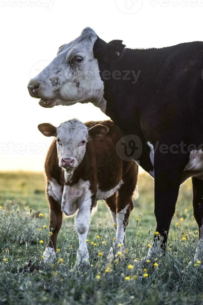 gado e bezerro sucção, Argentino campo, lá pampa província, Argentina. foto