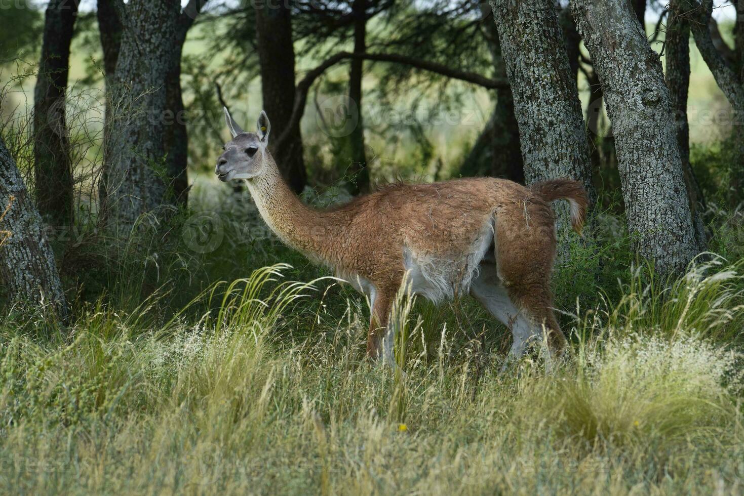 guanaco, lama guanicoa, luro parque, la pampa província, la pampa, Argentina. foto