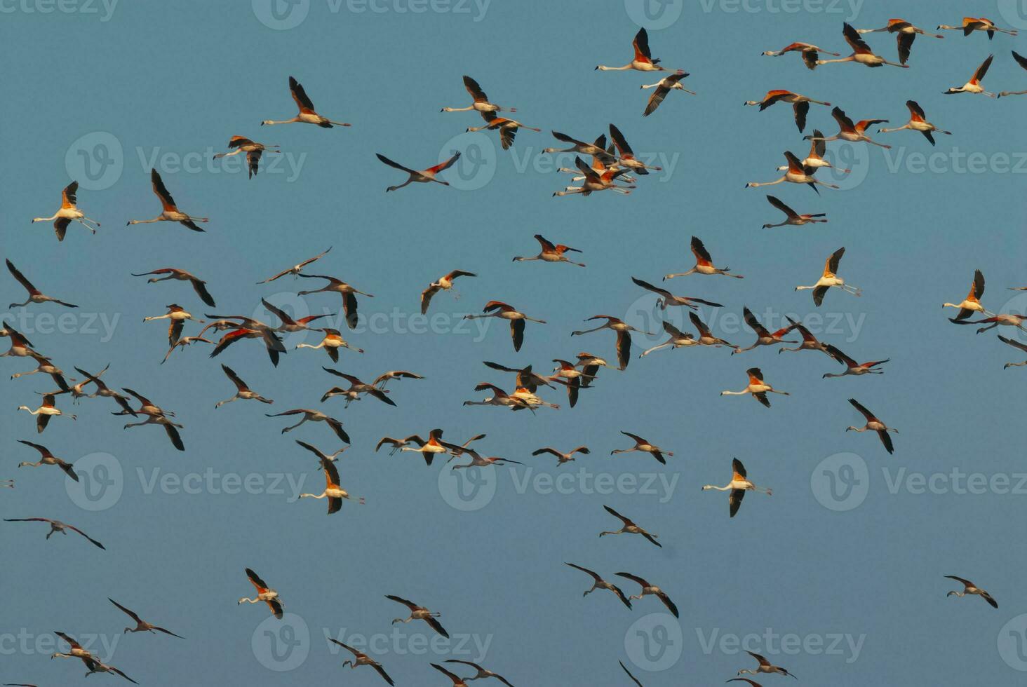 flamingos rebanho dentro uma salgado lagoa, la pampa província, patagônia, Argentina. foto