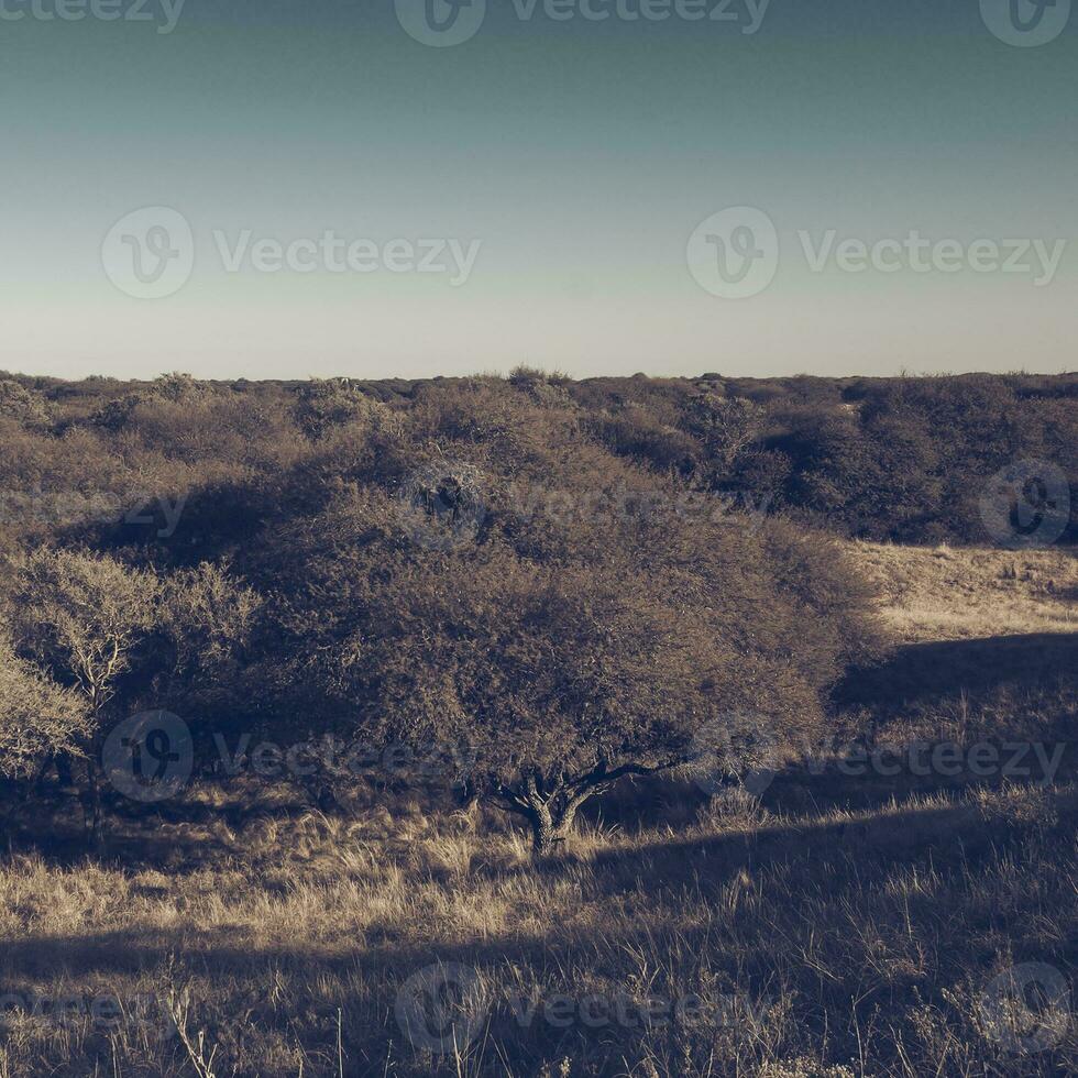 pampas Relva paisagem, la pampa província, Patagônia, Argentina. foto